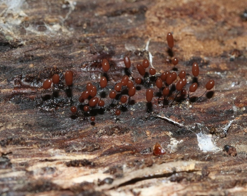 Representative image of Comatricha tenerrima