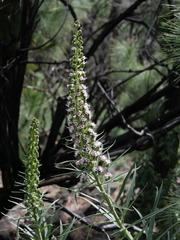 Echium virescens