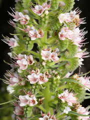 Echium virescens, photograph (c) Borja Fierro, some rights reserved (CC BY)