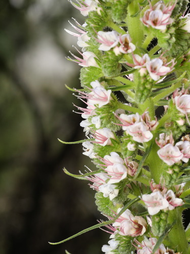 Echium virescens, photograph 3