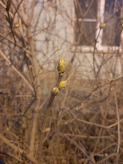 Magnoliopsida