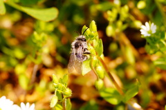 Andrena cineraria