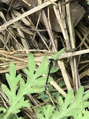 Argia sedula