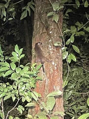 White-Faced Spiny Tree-Rat photo 2