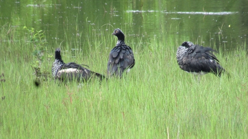 Horned Screamer