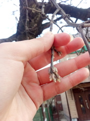 Acer negundo