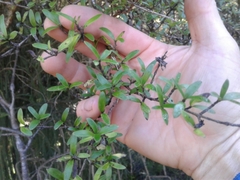 Coprosma propinqua propinqua