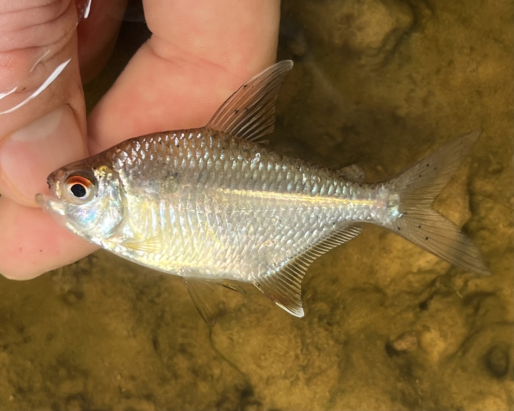 Tetra (Jupiaba polylepis) — Characidae