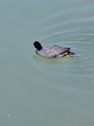North American Coot observed by paul37335