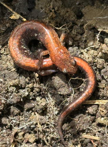 Eastern Red-backed Salamander observed by kate3m