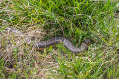 Farancia erytrogramma