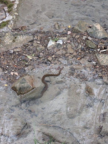 Common Watersnake observed by lindscience