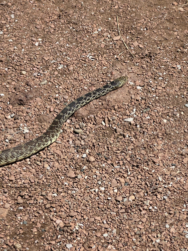 Gopher Snake observed by antimony92