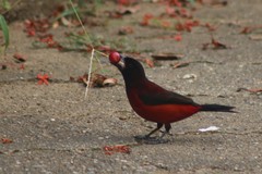 Ramphocelus dimidiatus
