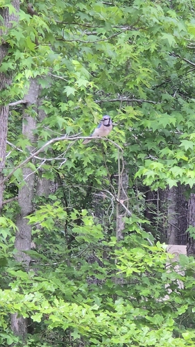 Blue Jay