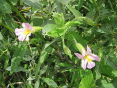 Erythranthe erubescens