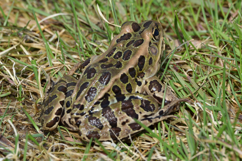 Northern Leopard Frog observed by pkalab