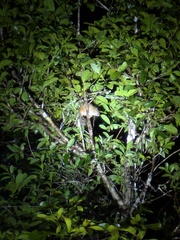 Sinnamary Brush-Tailed Rat photo 4