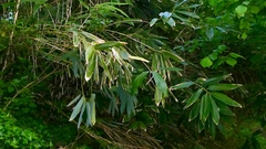 Sasa palmata, photograph author not stated, no rights reserved