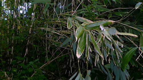 Sasa palmata, photograph 5