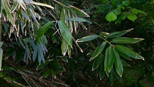 Sasa palmata, photograph 6