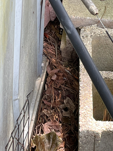 Broad-headed Skink observed by mossybug