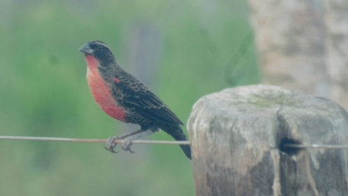 White-browed Meadowlark