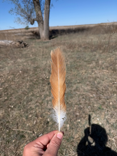 Red-tailed Hawk