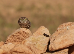 Athene noctua