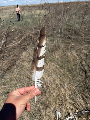 Northern Harrier observed by cadendc