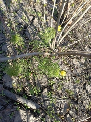 Adonis villosa, photograph (c) Елена А. Кизилова, some rights reserved (CC BY)