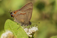 Electrostrymon guzanta