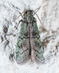 Cacotherapia flexilinealis