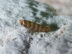 Argyresthia quadristrigella