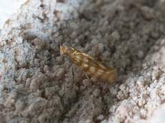 Argyresthia quadristrigella