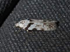Pseudotelphusa palliderosacella
