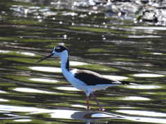 Himantopus mexicanus
