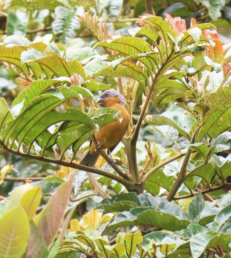 Rufous-crested Tanager