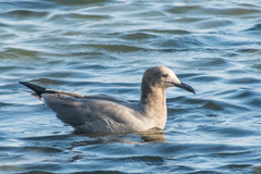 Leucophaeus modestus
