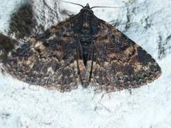 Metalectra diabolica