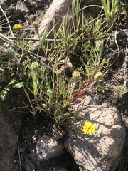 Chaenactis glabriuscula