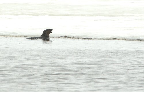 loutre de rivière observed by frankthewood