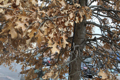 Quercus