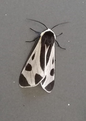 Dysschema centenaria