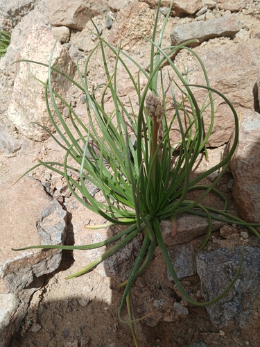 Annual Asphodel