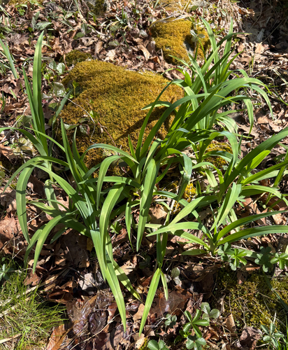 Hemerocallis fulva iNat (3)