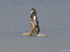 Burhinus oedicnemus