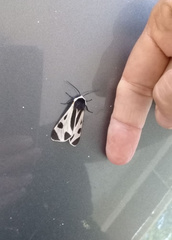 Dysschema centenaria