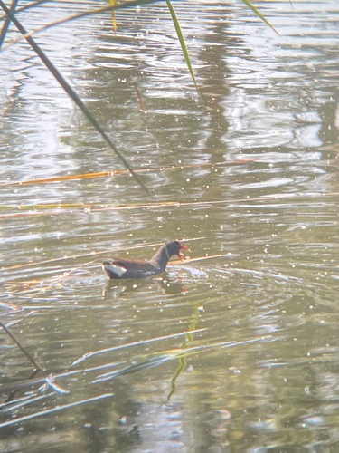 Common Gallinule observed by lnolaker