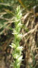 Spiranthes × stellata